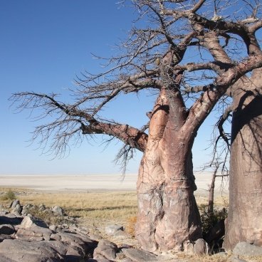 Kubu Island Makgadikgadi