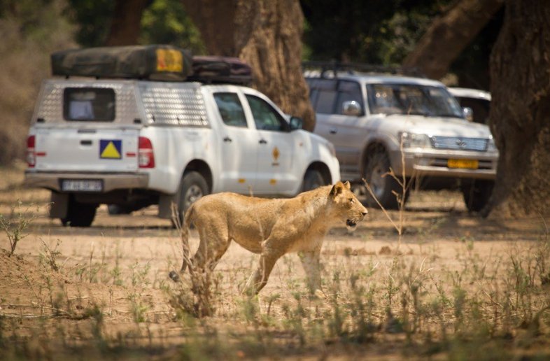 Molema Bushcamp
