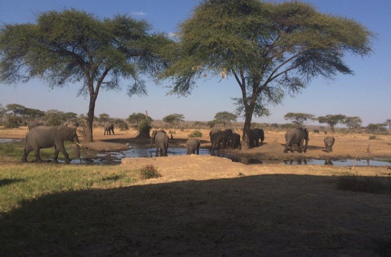 Senyati Safari Campsite