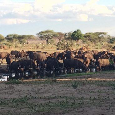 senyati safari camp