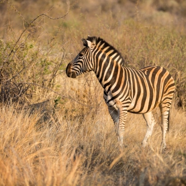 Plianesberg Zebra