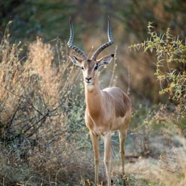 Manyane Pilanesberg Impala
