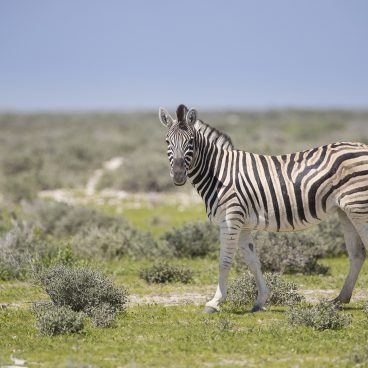 Etosha National Park Namibië