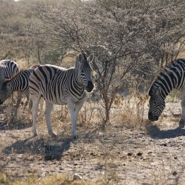 Zebra Khama Rhino Sanctuary