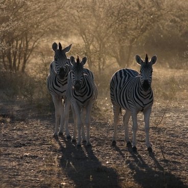 Zebra Khama Rhino Sanctuary