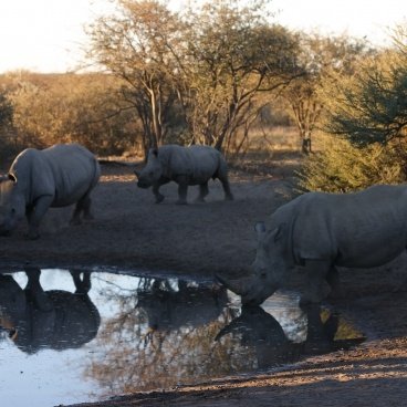 Khama Rhino Sanctuary