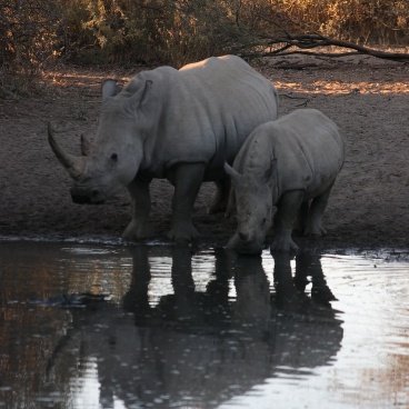 Khama Rhino Sanctuary