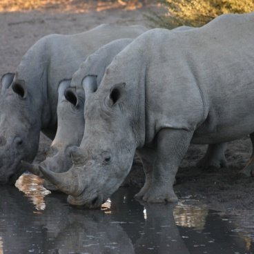 Khama Rhino Botswana