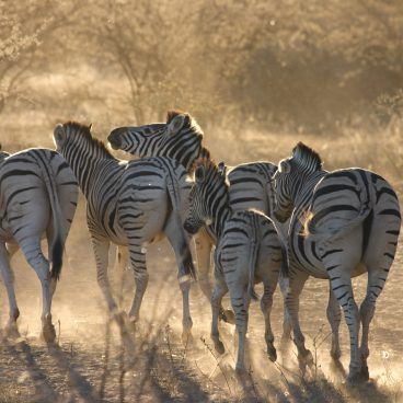 Zuid-Afrika en Botswana reis
