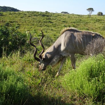 Kudu