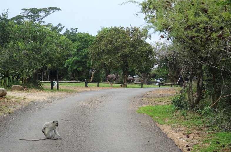 iMfolozi Mpila Camp – Safaritent