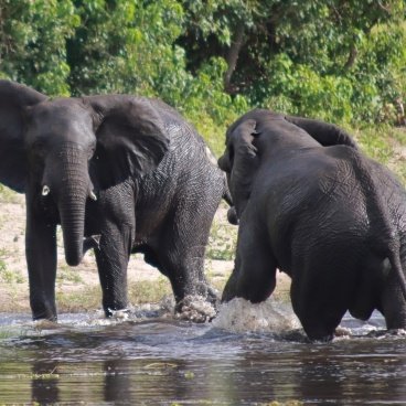 Olifanten Chobe National Park