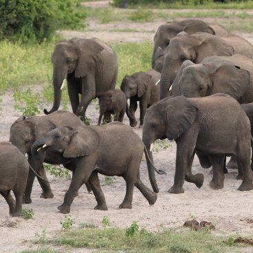 Chobe National Park Botswana Selfdrive4x4