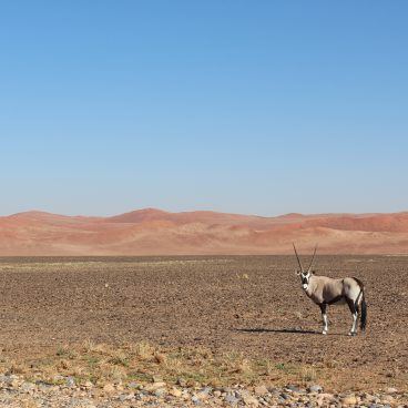 Namibië self drive Sossusvlei Gemsbok
