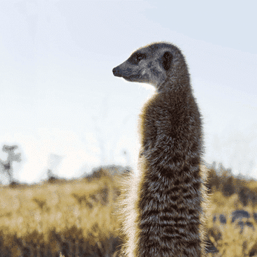 meerkat planet baobab