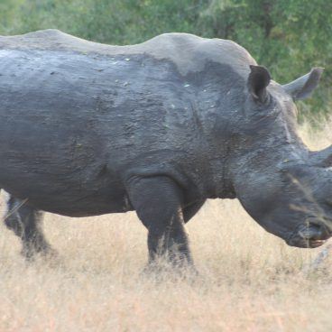 Zuid-Afrika en Swaziland