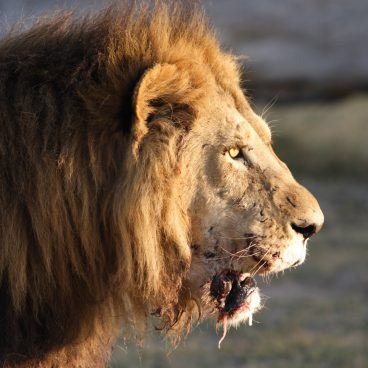 Moremi Game Reserve Botswana