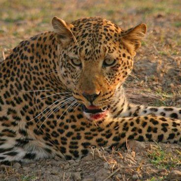 Zambia wildlife