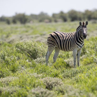 Etosha Zebra Namib Woestijn