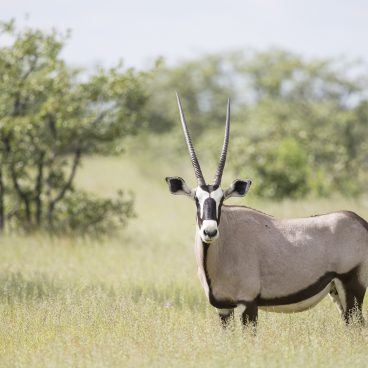 Gemsbok Etosha National Park