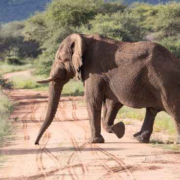 Elephant Namibia