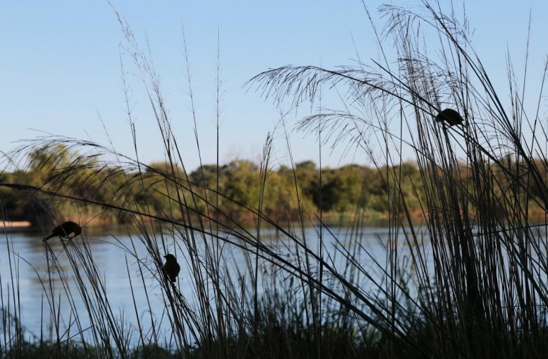 Okavango River Lodge – Lodge