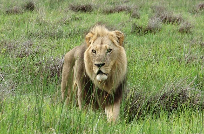 Zuid-Afrika en eSwatini Wildlife & Zulukust