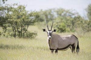 Gemsbok