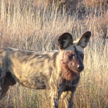 wilde hond kruger park