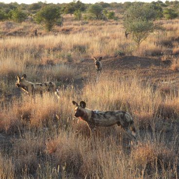 Kruger Park Wilddog