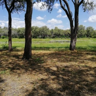 Mbudi Campsite Moremi Game Reserve Botswana