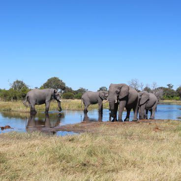 Chobe National Park