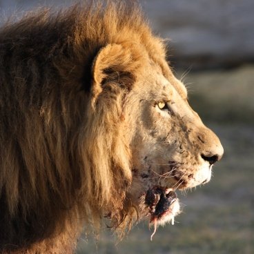 Leeuw Botswana