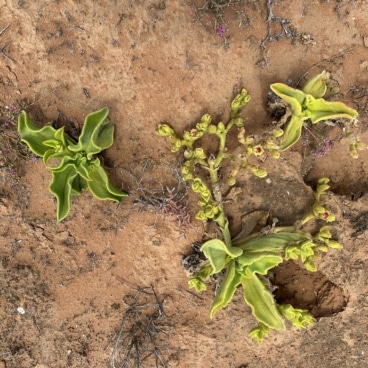 Namaqua National Park