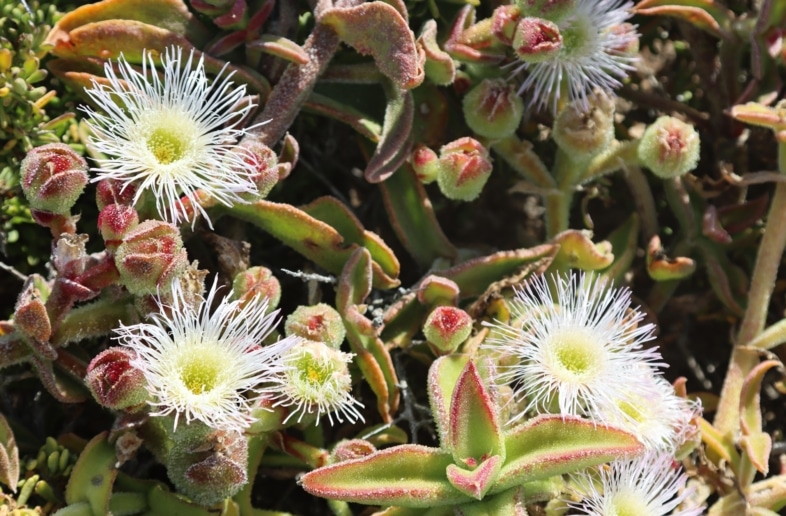 Namaqua National Park