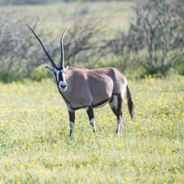 Etosha National Park