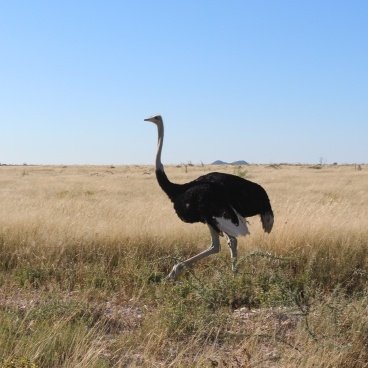 Etosha National Park