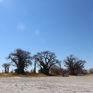 Baines Baobabs