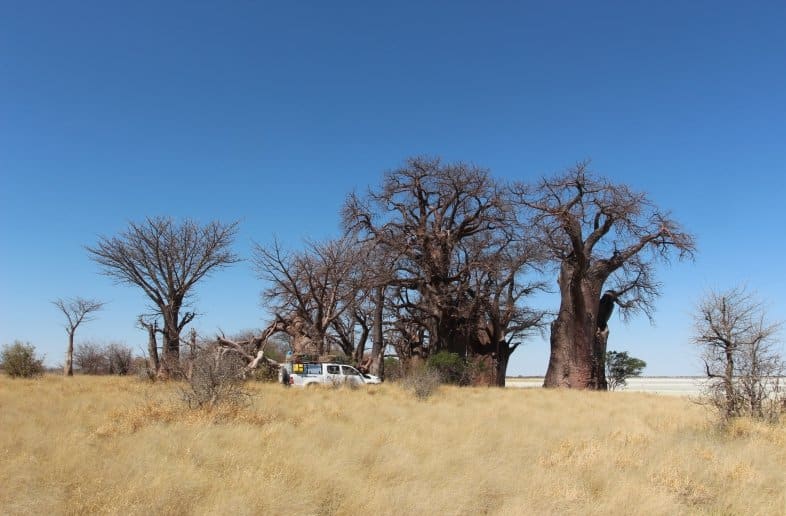 Baines Baobabs
