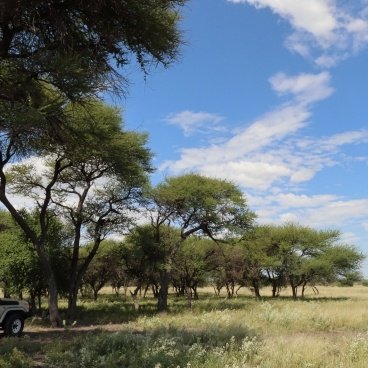 Central Kalahari Game Reserve