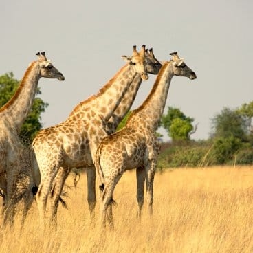 Hwange Main Camp Giraffe