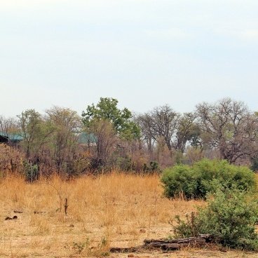 Kapula Camp Hwange