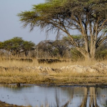 Acacia Grove Water Hole Silwane