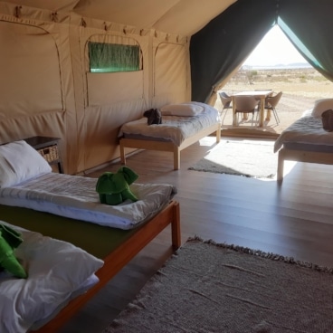 Camp Gecko