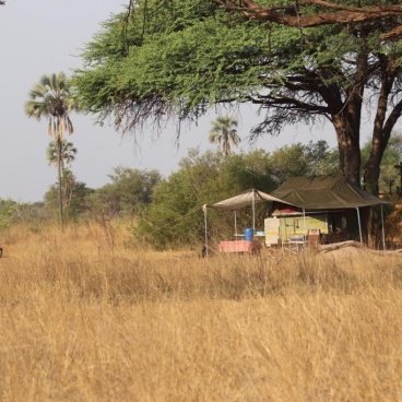 Ilala Palms and Camel Thorn Trees at the Camping Site
