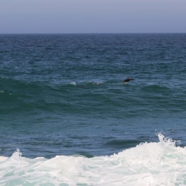 Zeerobben Namaqua National Park