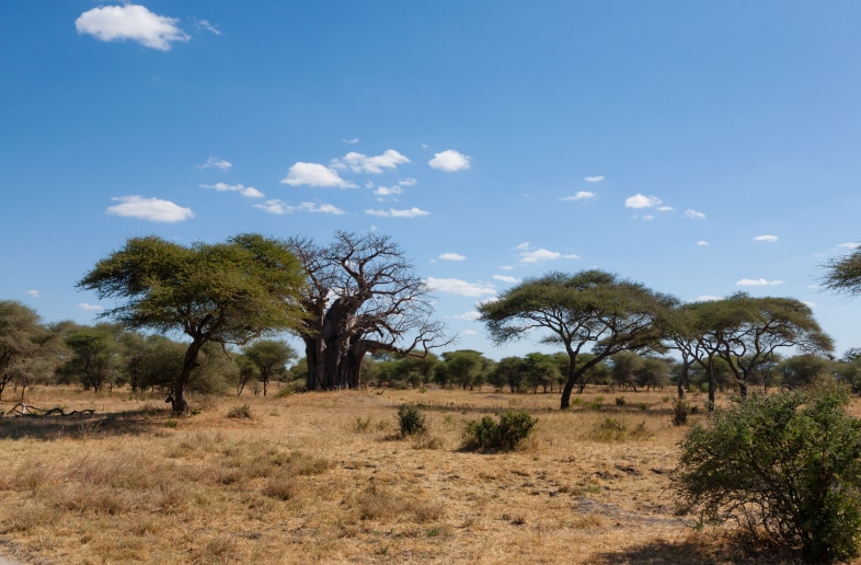 Tarangire Public Campsite